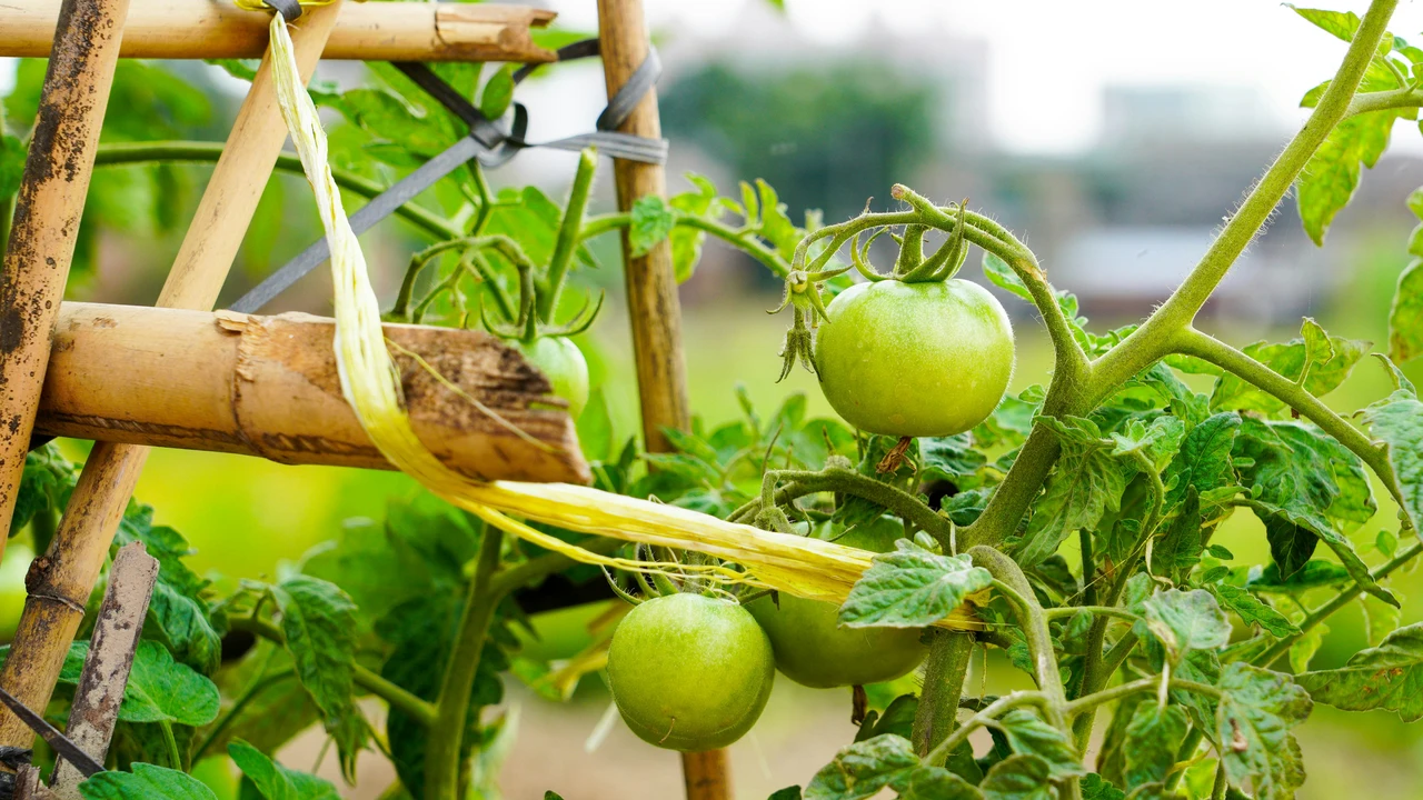 Piante di pomodoro più forti: strategie per difenderle dai primi parassiti Piante di pomodoro più forti: strategie per difenderle dai primi parassiti