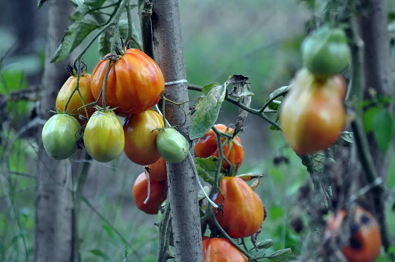 Piante di pomodoro più forti: strategie per difenderle dai primi parassiti Piante di pomodoro più forti: strategie per difenderle dai primi parassiti