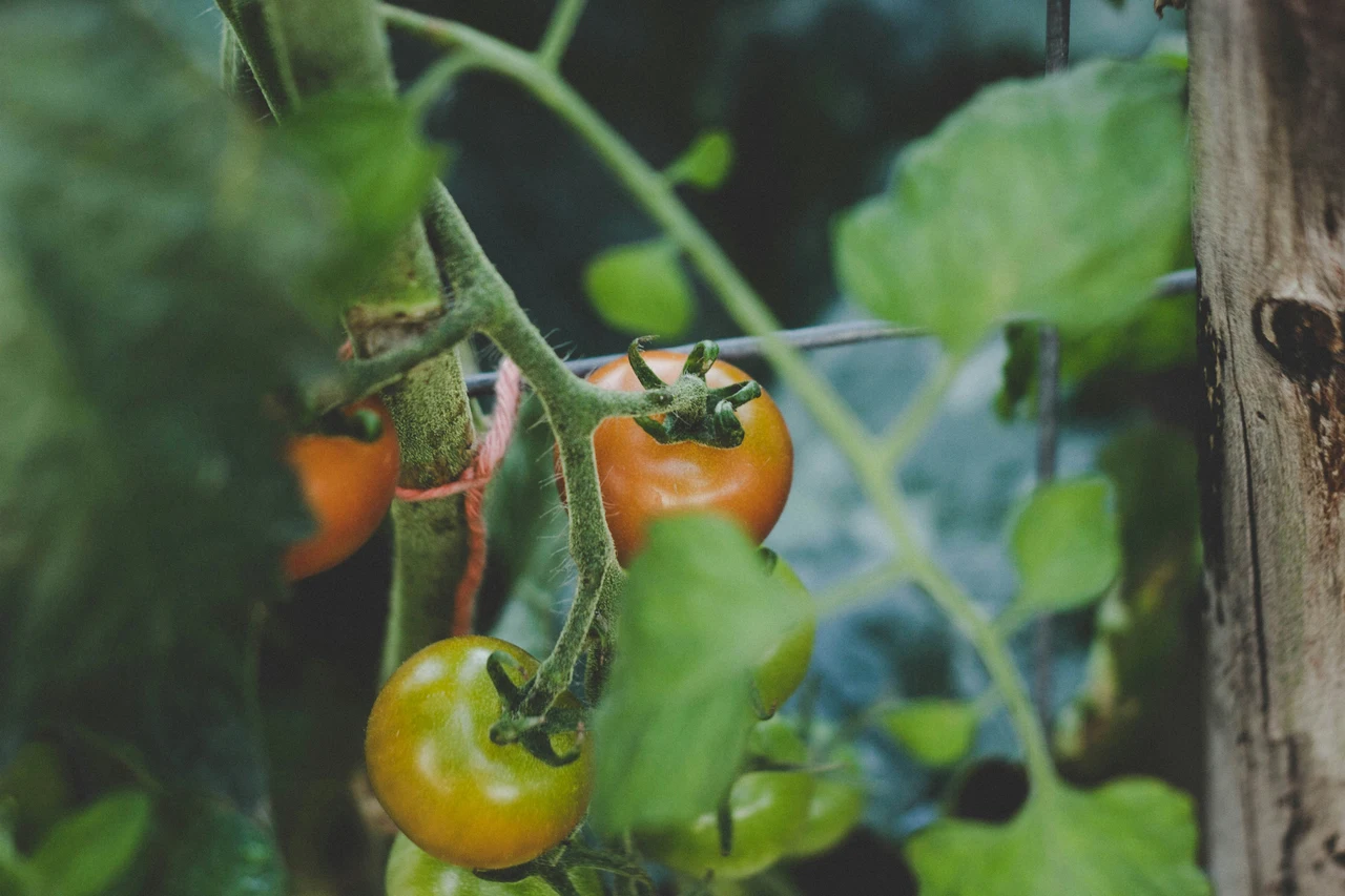 Piante di pomodoro più forti: strategie per difenderle dai primi parassiti Piante di pomodoro più forti: strategie per difenderle dai primi parassiti