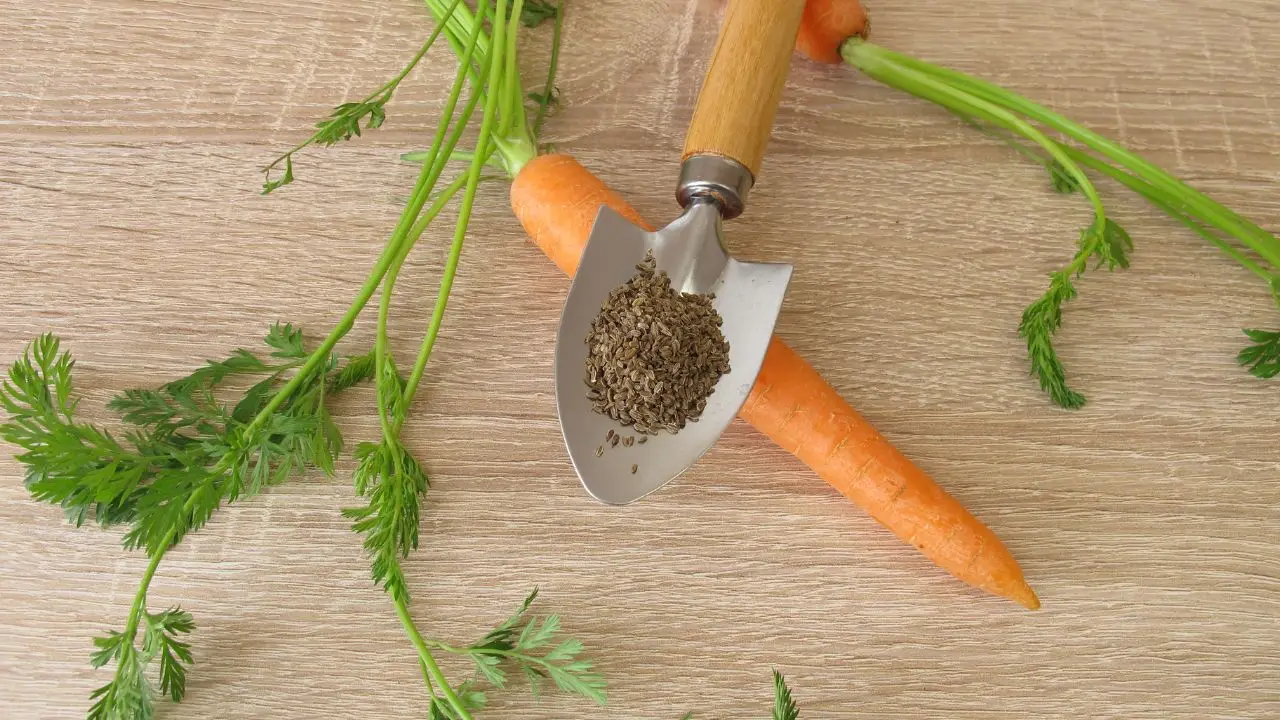 Fertilizzanti naturali per ortaggi estivi: soluzioni rapide e low cost per l'orto Fertilizzanti naturali per ortaggi estivi: soluzioni rapide e low cost per l'orto