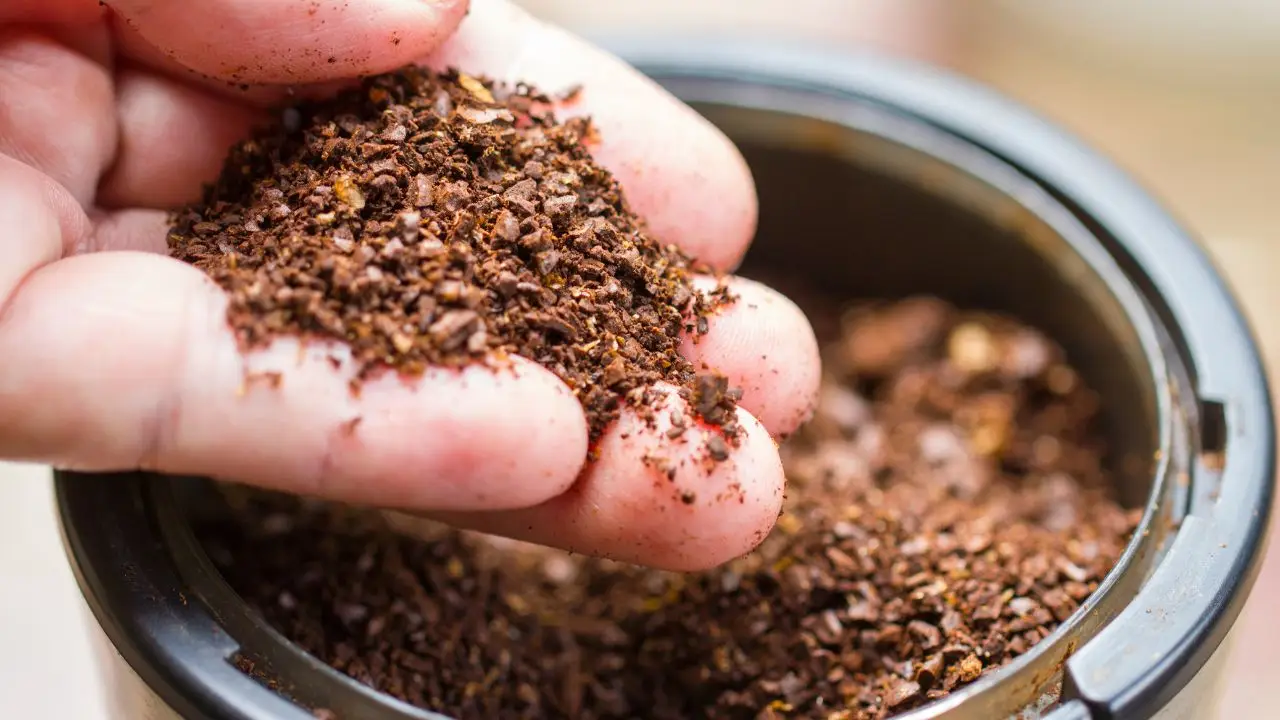 Raccolta di fondi di caffè: semplici modi per rinforzare il terreno dell’orto domestico Raccolta di fondi di caffè: semplici modi per rinforzare il terreno dell’orto domestico