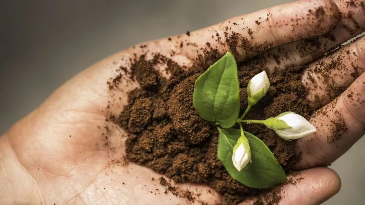 Raccolta di fondi di caffè: semplici modi per rinforzare il terreno dell’orto domestico Raccolta di fondi di caffè: semplici modi per rinforzare il terreno dell’orto domestico
