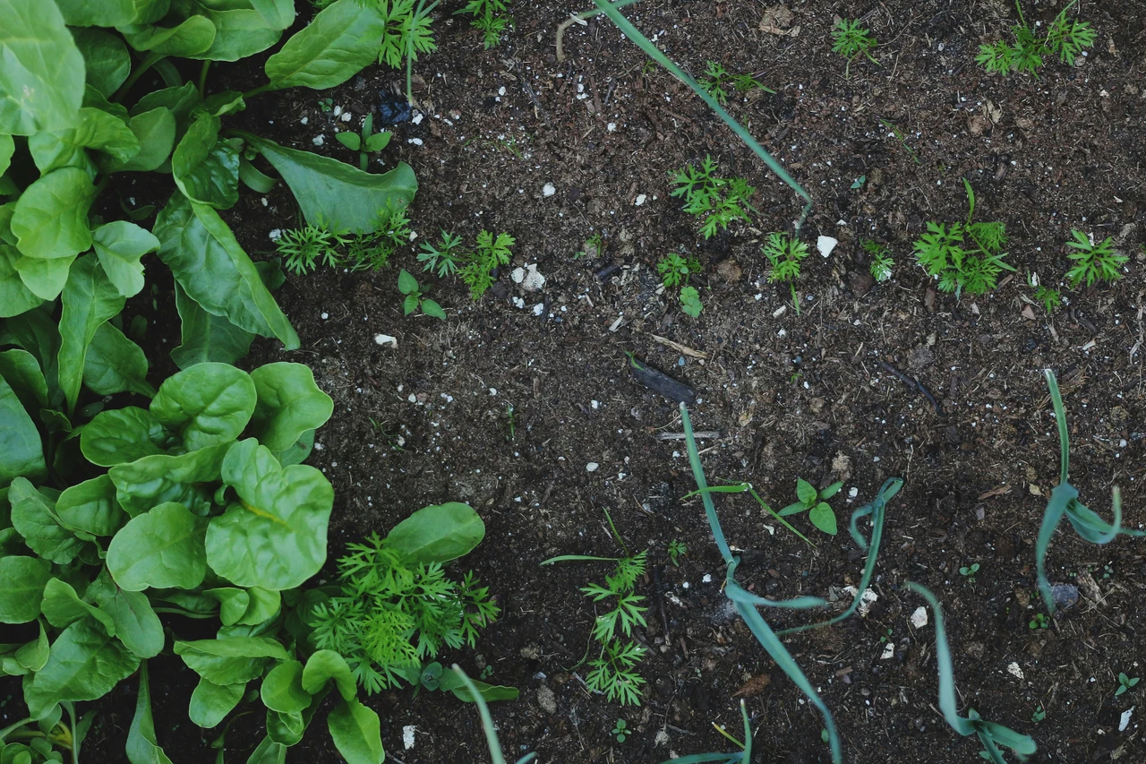 Caffè e compost fai da te: quali piante traggono più beneficio dal riutilizzo Caffè e compost fai da te: quali piante traggono più beneficio dal riutilizzo