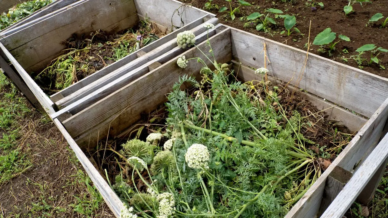 Caffè e compost fai da te: quali piante traggono più beneficio dal riutilizzo Caffè e compost fai da te: quali piante traggono più beneficio dal riutilizzo